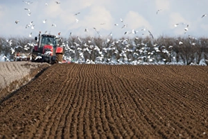 Tractor ploughing field in late winter with Black-headed Gulls following plough North