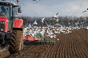 Tractor ploughing field in late winter with Black-headed Gulls following plough North