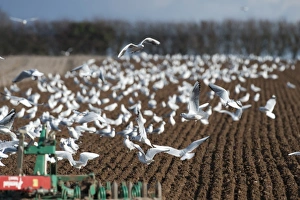 Tractor ploughing field in late winter with Black-headed Gulls following plough North