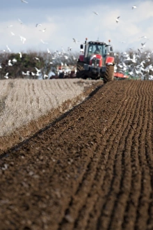 Tractor ploughing field in late winter with Black-headed Gulls following plough North