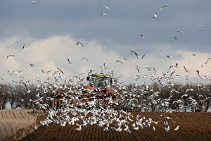 Tractor ploughing field in late winter with Black-headed Gulls following plough North