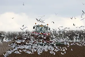 Tractor ploughing field in late winter with Black-headed Gulls following plough North