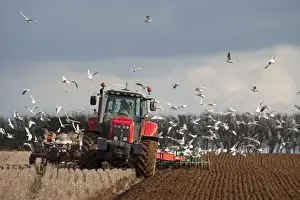 Agriculture Prints: Tractor ploughing field in late winter with Black-headed Gulls following plough North