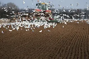 Tractor ploughing field in late winter with Black-headed Gulls following plough North