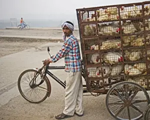 Birds And People Prints: Transporting chickens to market in a New Delhi suburb India