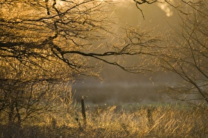 Sunset Prints: Tree and farmland at sunset in winter Norfolk UK