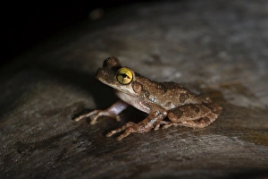 Neotropical Prints: Tree Frog sp. Tambopata Peru