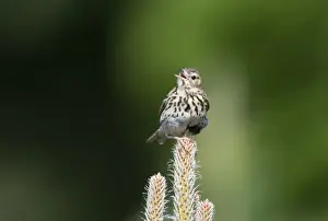 Sing Prints: Tree Pipit Anthus trivialis in song Brecks Norfolk May