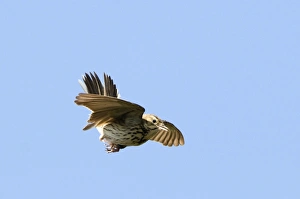 Tree Pipit Anthus trivialis in song flight Brecks Norfolk May Tree Pipit Anthus trivialis in song flight Brecks Norfolk May