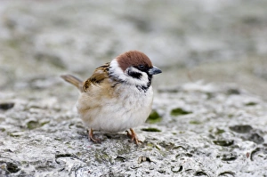 Tree Sparrow Passer montanus winter UK