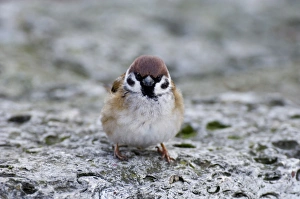 Sparrow Prints: Tree Sparrow Passer montanus winter UK