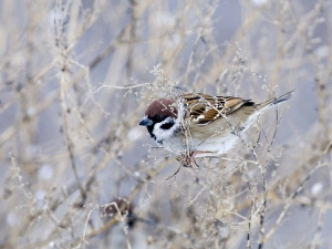 Sparrow Prints: Tree Sparrow Uk winter