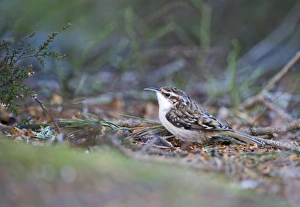 Images Dated 2011: Treecreeper Certhia familiaris Scotland winter