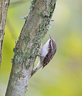 Images Dated 2004: Treecreeper, Kent, UK, winter