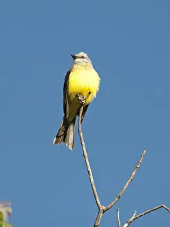 Savegre Prints: Tropical Kingbird Tyrannus melancholicus Savegre Costa Rica