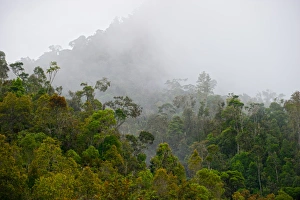 Tropical montane forest in Western Highlands near Paiya Papua New Guinea Tropical montane forest in Western Highlands near Paiya Papua New Guinea