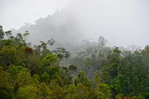 Pacific Prints: Tropical montane forest in Western Highlands near Paiya Papua New Guinea