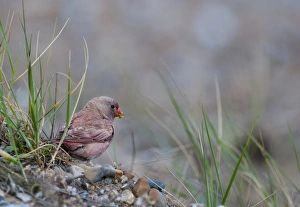 Trumpeter Finch Rhodopechys githaginea vagrant to Cley Norfolk UK spring 2010 Trumpeter Finch Rhodopechys githaginea vagrant to Cley Norfolk UK spring 2010