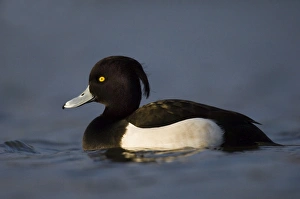 Tufted Duck Aythya fuligula male Northumberland winter