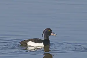 Wildfowl Prints: Tufted Duck Aythya fuligula male quacking Minsmere Suffolk April