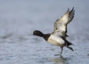 Tufted Duck Aythya fuligula male taking off Northumberland winter