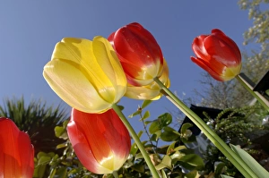 Spring Prints: Tulips in garden in spring UK