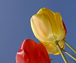 Flowers Prints: Tulips growing in garden, UK, April