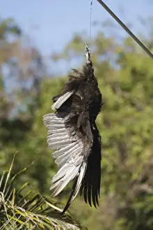 Everglades Prints: Turkey Vulture carcass strung up in car park at Anhinga Trail in Florida Everglades