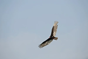 Everglades Prints: Turkey Vulture Cathartes aura Florida USA