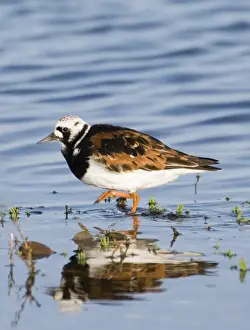 Images Dated 13th May 2006: Turnstone Arenaria interpres in breeding plumage Norfolk April