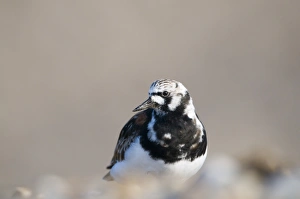 Turnstone Arenaria interpres breeding plumaged male Salthouse Norfolk April Turnstone Arenaria interpres breeding plumaged male Salthouse Norfolk April