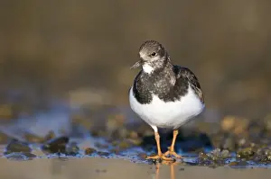 Turnstone Arenaria interpres in non breeding plumage Salthouse Norfolk winter