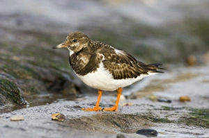Turnstone Arenaria interpres winter UK