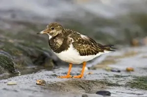 Images Dated 21st January 2006: Turnstone Arenaria interpres Northumberland winter