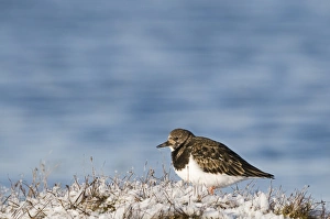 Turnstone Arenaria interpres in snow Salthouse Norfolk January Turnstone Arenaria interpres in snow Salthouse Norfolk January
