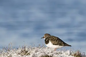 Turnstone Arenaria interpres in snow Salthouse Norfolk January