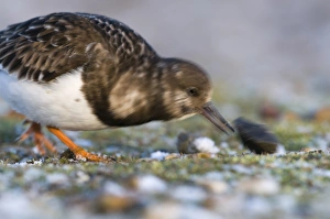 Turnstone Arenaria interpres turning over stones Salthouse Norfolk winter Turnstone Arenaria interpres turning over stones Salthouse Norfolk winter