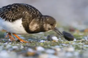 Turnstone Arenaria interpres turning over stones Salthouse Norfolk winter