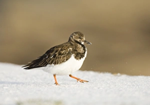 Turnstone Arenaria interpres winter UK