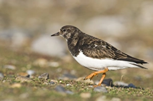 Turnstone Arenaria interpres winter UK