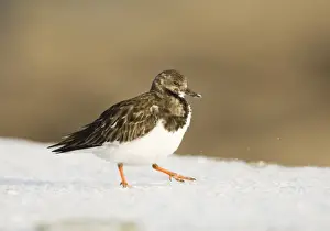 Turnstone Arenaria interpres winter Northumberland UK