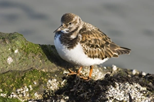 Turnstone Arenaria interpres winter UK