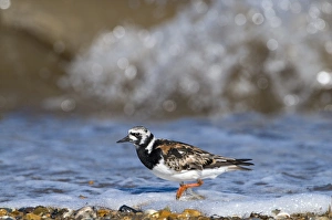 Turnstone Interpres arenaria in breeding plumage on beach at Snettisham RSPB Reserve Turnstone Interpres arenaria in breeding plumage on beach at Snettisham RSPB Reserve