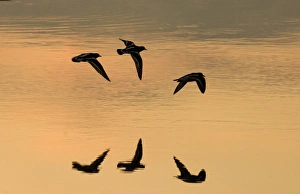 Silhouette Prints: Turnstones Arenaria interpres Snettisham Norfolk
