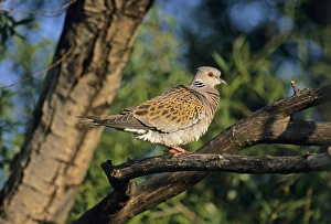 Dove Prints: Turtle Dove Streptopelia turtur spring UK