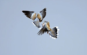 Turtle Doves Streptopelia turtur fighting Norfolk June