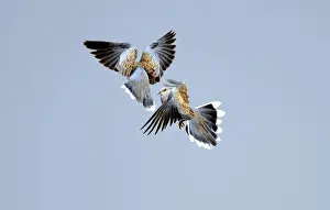 Fighting Prints: Turtle Doves Streptopelia turtur fighting Norfolk June
