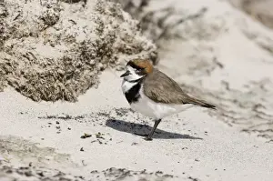 Falklands Prints: Two-banded Plover Charadrius falklandicus Sea Lion Island Falklands November