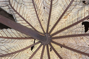 Plant Prints: Underside of dead palm frond at La Selva Costa Rica