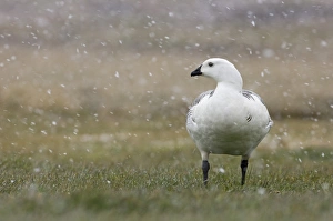Upland Goose Chloephaga picta leucoptera male in blizzard Sea Lion Island Falklands Upland Goose Chloephaga picta leucoptera male in blizzard Sea Lion Island Falklands